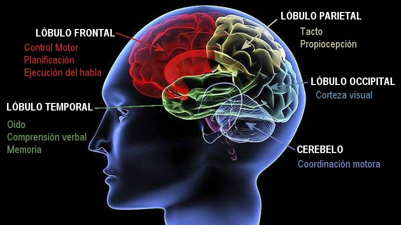 Cerebro humano