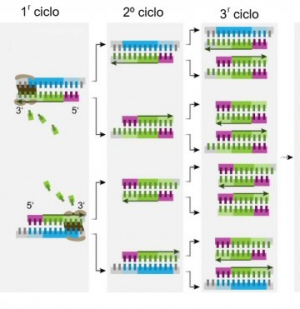 Ciclos de una PCR