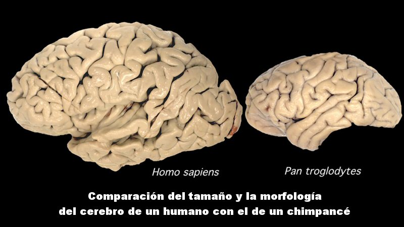 Comparación cerebro chimpancé