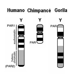 Cromosoma Y en humano Chimpace Gorila