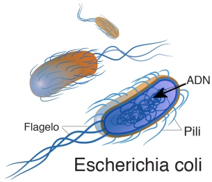 Escherichia coli