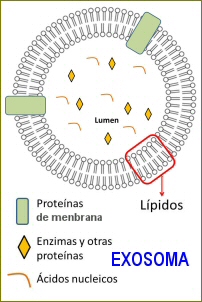 Exosoma