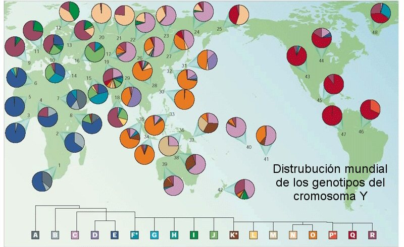 Distrubución mundial de los genotipos del cromosoma Y