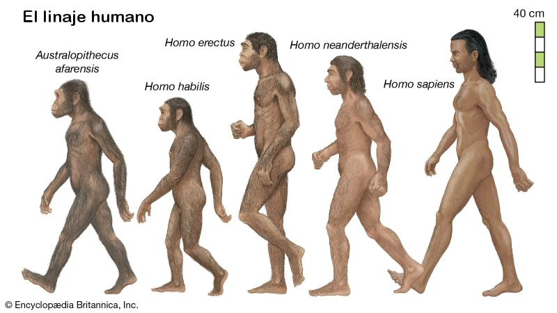 El linaje humano