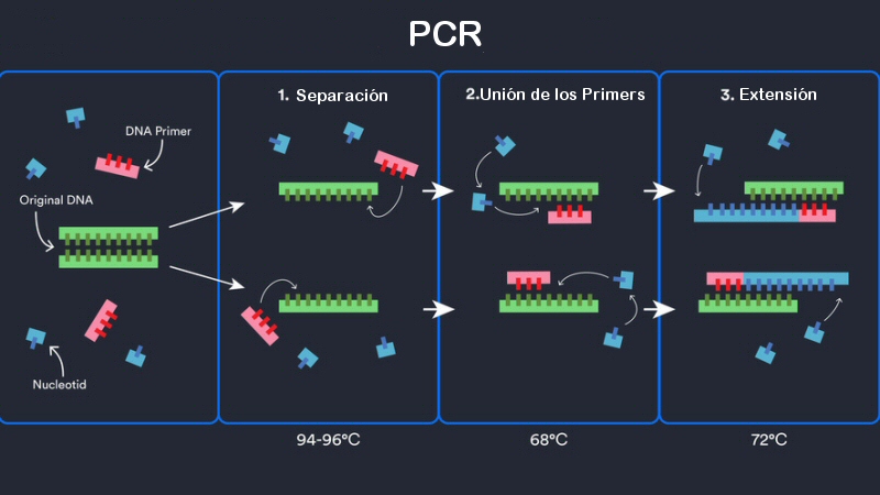 PCR