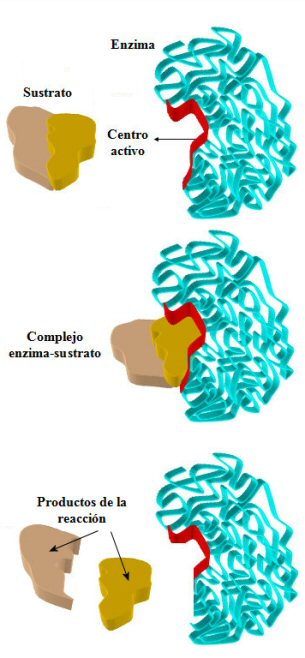 Reacción enzimática