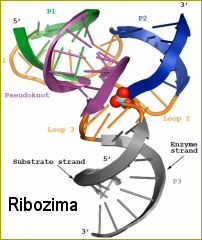 Ribozima